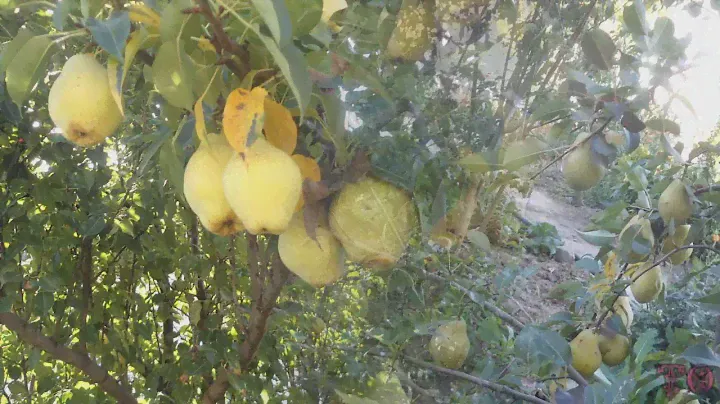 ПРОГУЛКА ПО САДУ, СБОР УРОЖАЯ ГРУШ / pear harvest collection