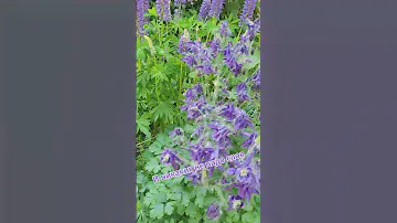 🌼 Лето прекрасно! 🌼