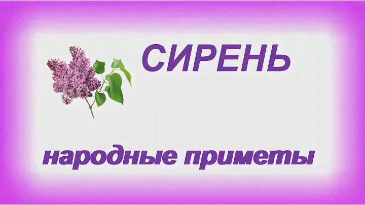Сирень.Народные приметы и поверья.Где можно сажать