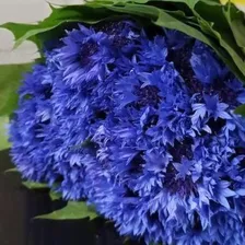 Букет из васильков из экзотических цветов
