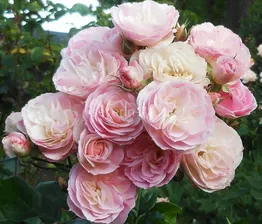 БУКЕТ ПАРФЕ (BOUQUET PARFAIT) МУСК.