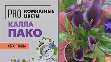 Калла Пако - миниатюрная калла |  Фиолетовое чудо | Как ухаживать за каллой