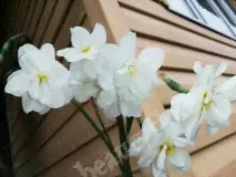 Нарцисс Букет Невесты