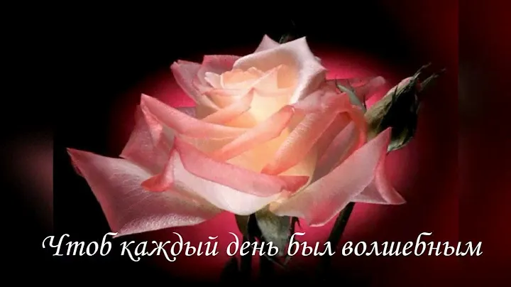 Прекрасной женщине прекрасные цветы