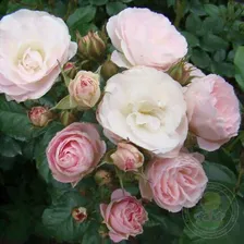 Роза Букет Парфе (Rosa Bouquet Parfait)