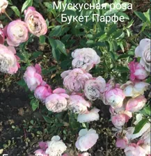 Роза мускусная Букет Парфе (Bouquet Parfait)